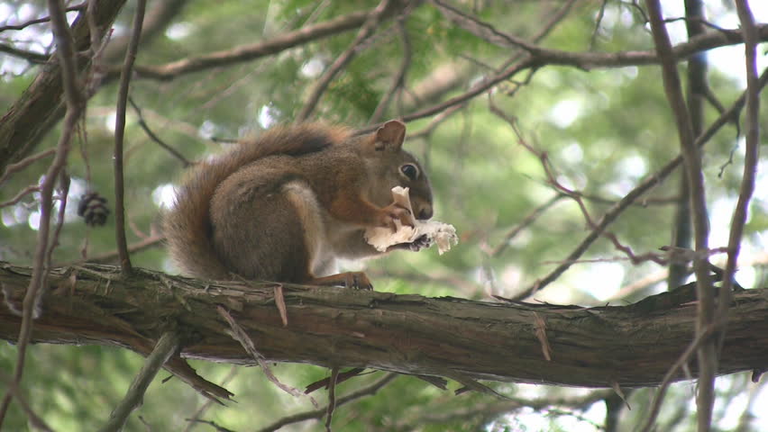 Squirrel eats mushroom. North Ontario, Canada.