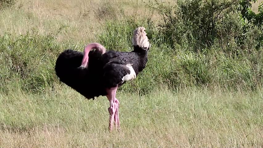 A WILD male Ostrich at the Masai Mara, Kenya, Africa. Ostrich walks around, ruffles feathers, and cleans/preens himself.