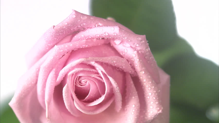 A pink rose, close-up.