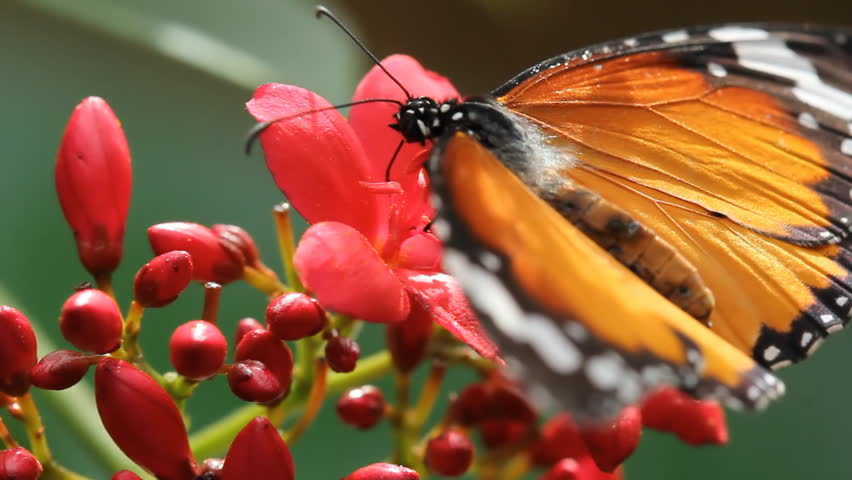Queen butterfly collecting pollen from small red flowers.
A queen butterfly collecting pollen from red flowers. Shallow depth of field.
