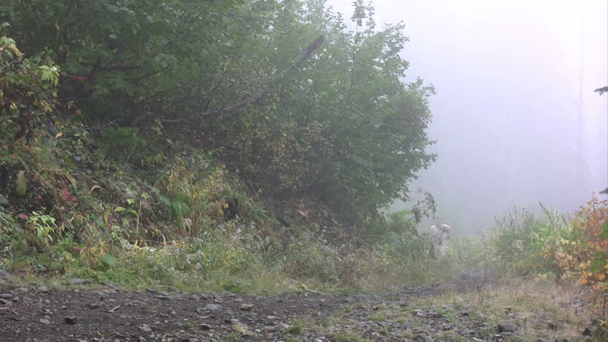 Man running out of the fog in the early morning.  HD 1080i