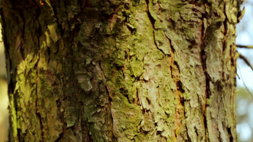 Tree movement