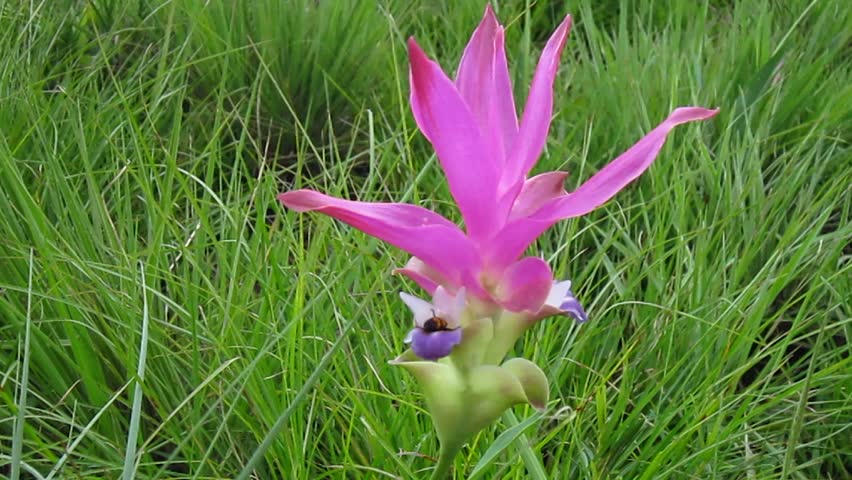 Siam Tulip flower