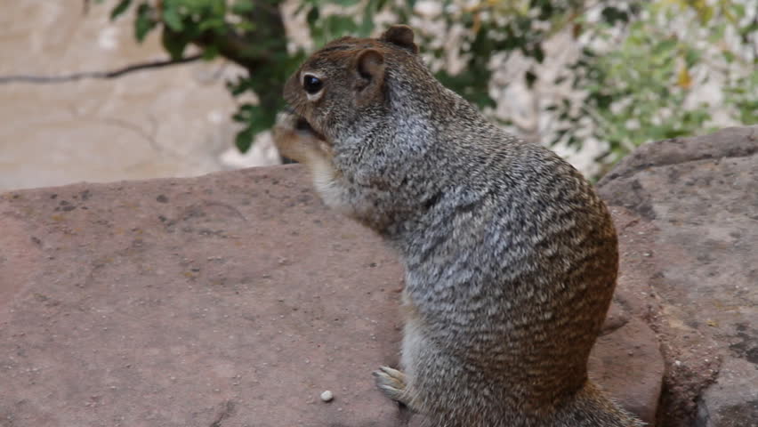 Closeup of squirrel eating