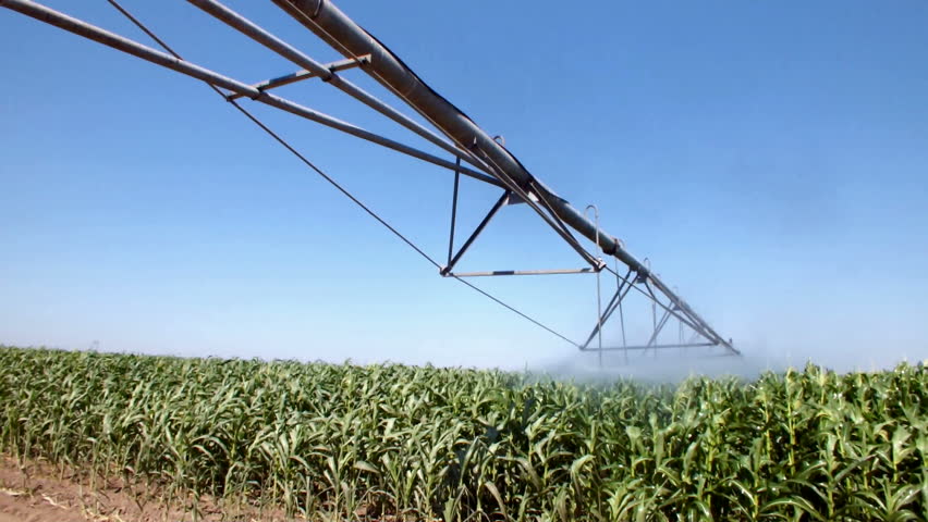 irrigation system in operation in the fields under corn