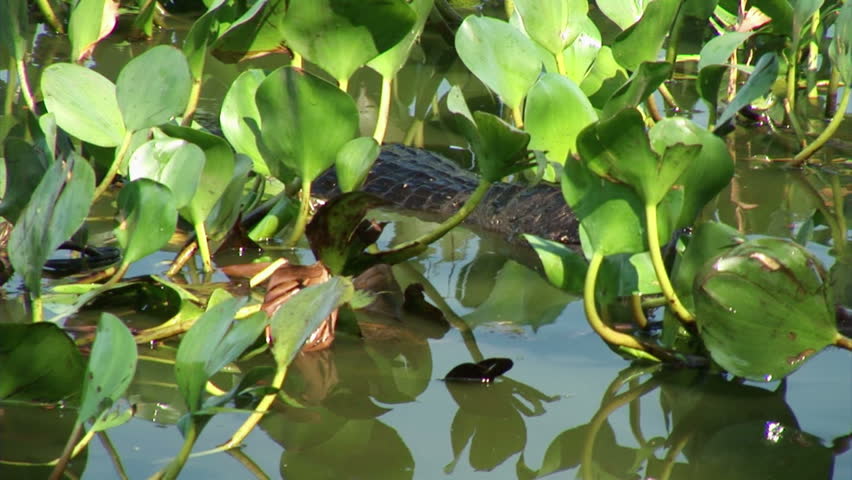 Brazil: Fauna of Amazon river region - crocodile
