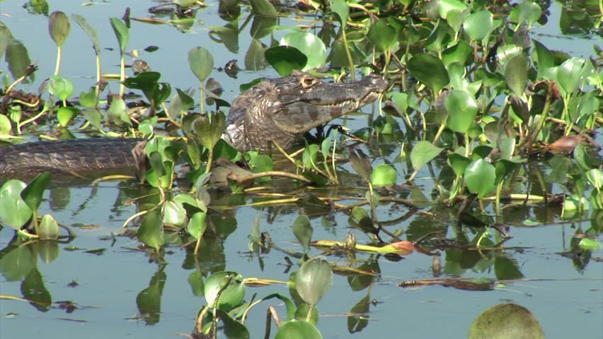 Brazil: Fauna of Amazon river region - crocodile
