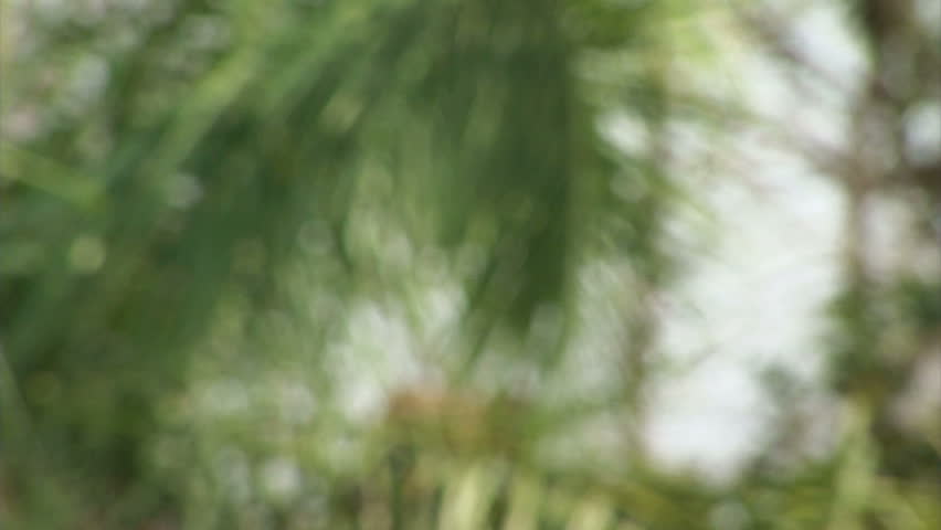 Brazil: Amazon river region fauna: monkeys running on a trees
