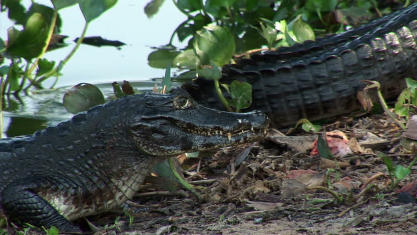 Brazil: Fauna of Amazon river region - crocodile
