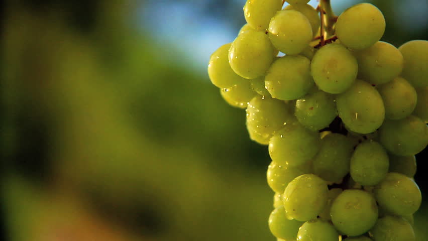 Green seedless grapes on the vine