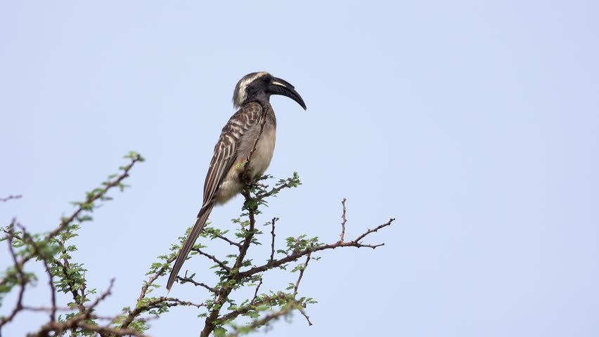 Header of African Grey Hornbill