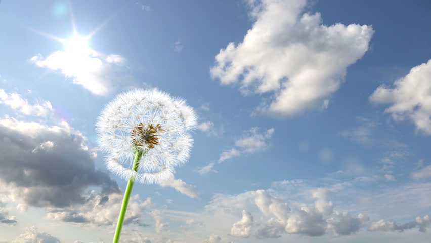 Dandelion, 3d animation against sky background (time-lapse)