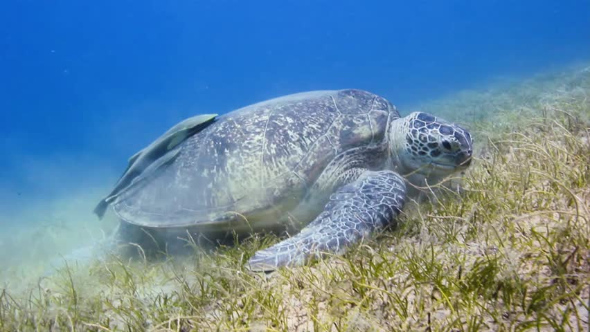 A Green Sea Turtle feeding on shallow seagrass in the Gulf of Aqaba, Egyptian Red Sea