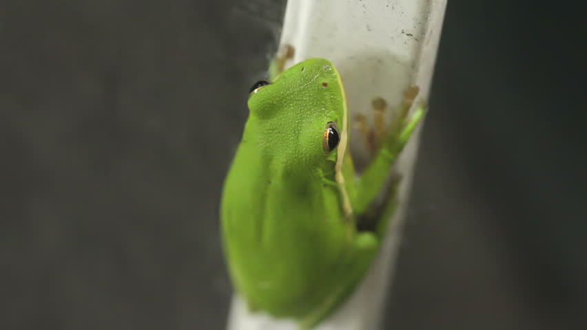 Tree Frog Closeup 