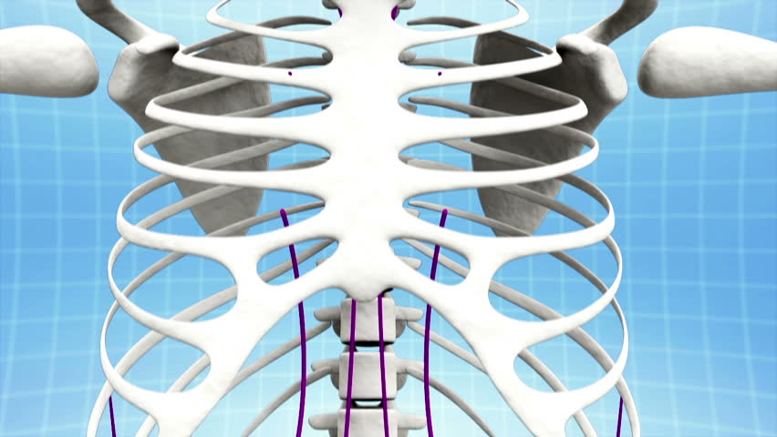 Structure of lymphatic system of body 