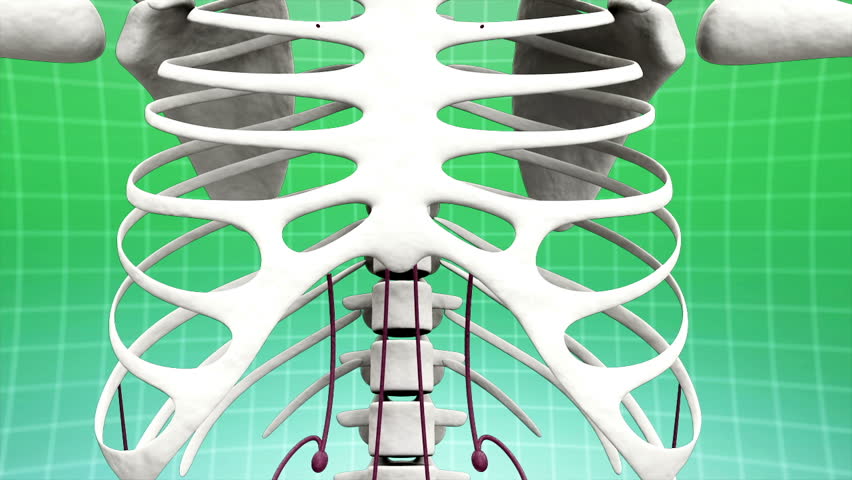 Structure of lymphatic system of body 