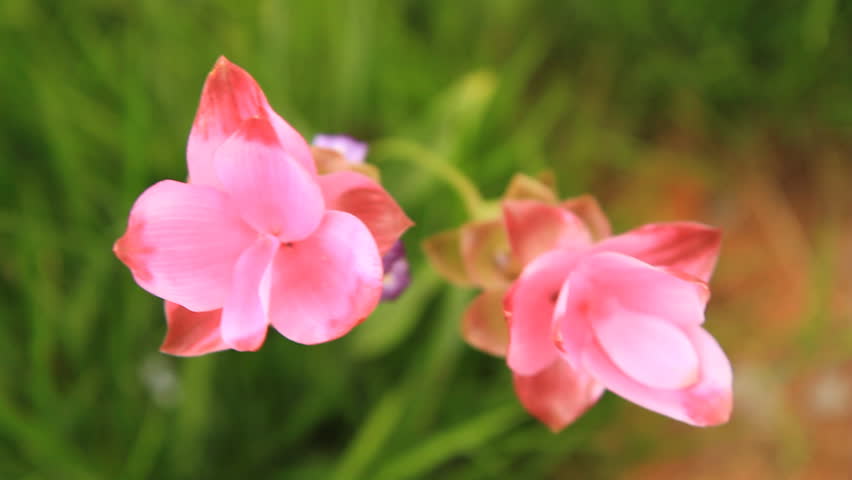 Siam tulip at Chaiyaphum Province, Thailand.
