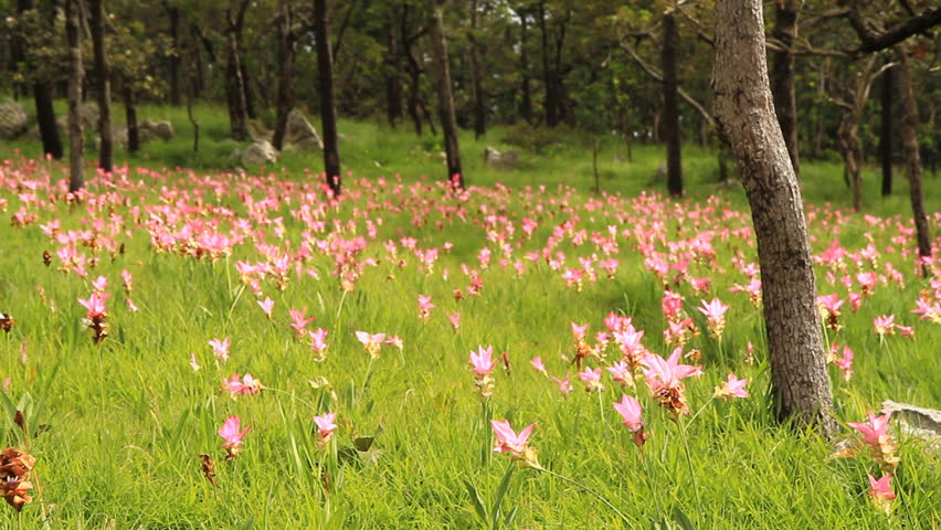 Siam tulip at Chaiyaphum Province, Thailand.
