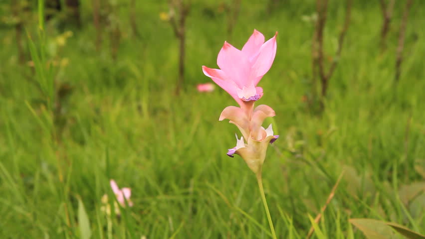 Siam tulip at Chaiyaphum Province, Thailand.
