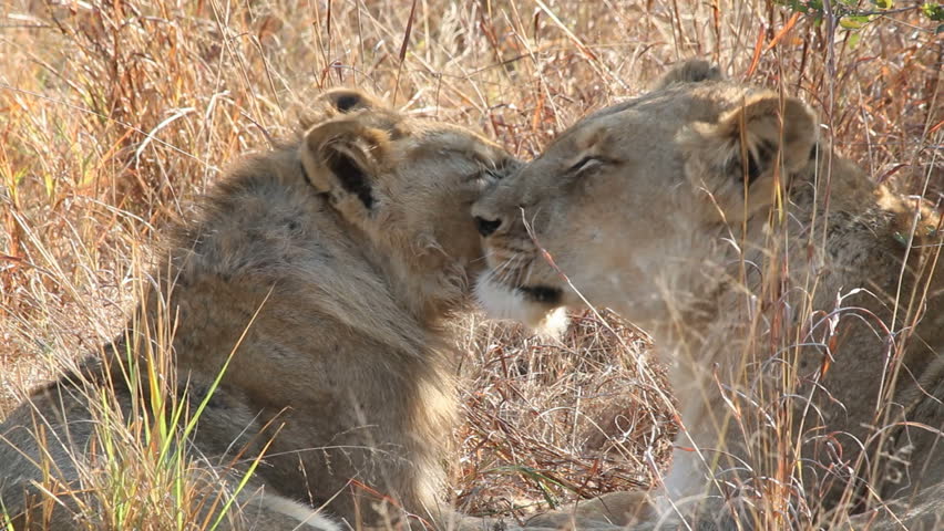 Two African lions (Panthera leo) grooming each other in friendly affection, South Africa