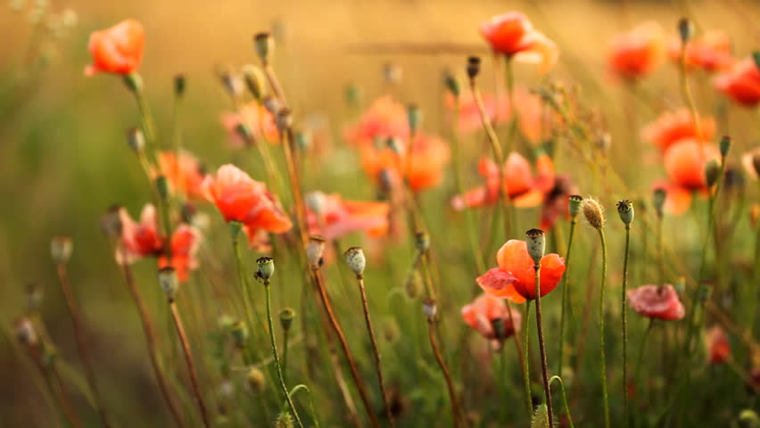 Poppies field. Shallow DOF