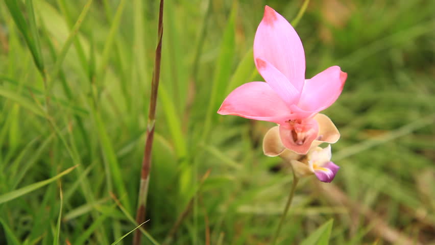 Siam tulip at Chaiyaphum Province, Thailand.
