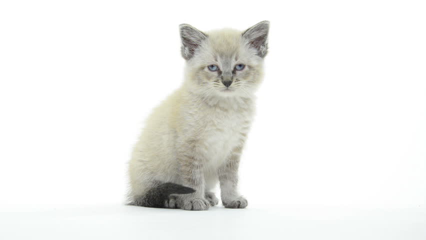 Cute kitten on white background