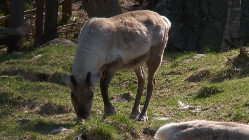 reindeer