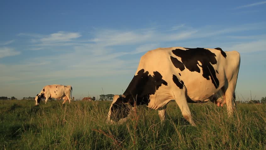 2 cows grazing in the warm sunlight of a beautiful evening.