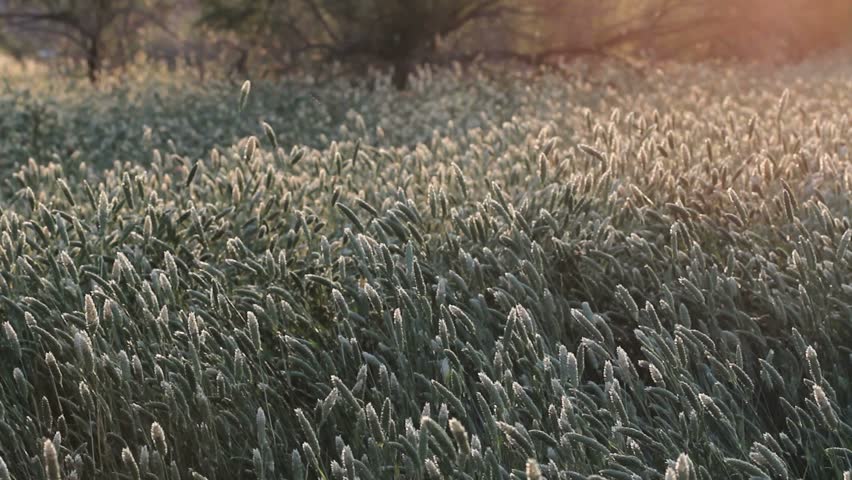 Tranquil, summer scenic, Insects buzz, sun shines on waving field of lush, green plants. 1080p