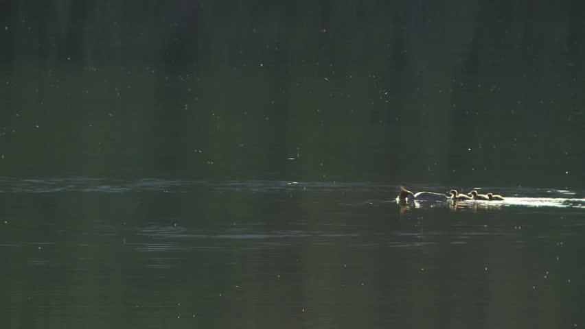 Common Merganser wild duck with ducklings swimming in a mountain lake