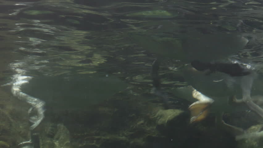 Pelican, spearfishing