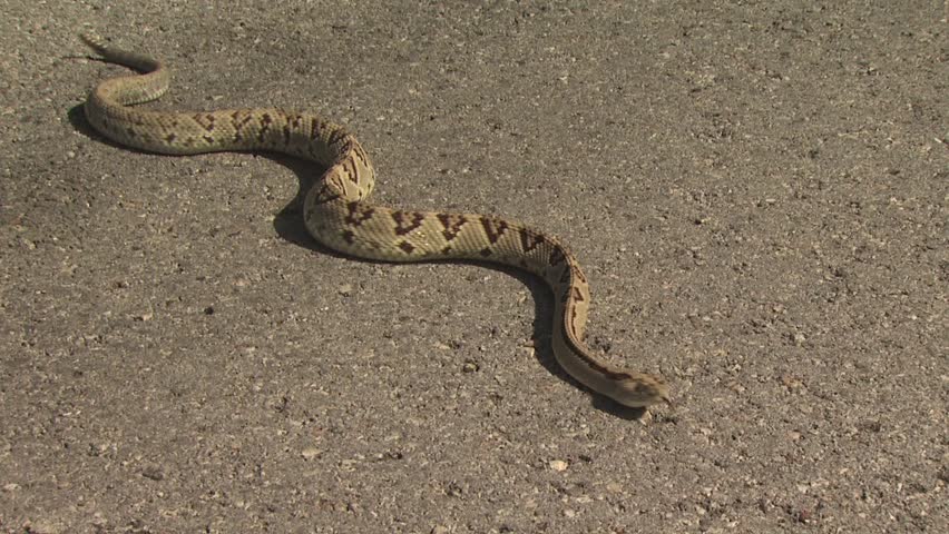 Snake Crawling 