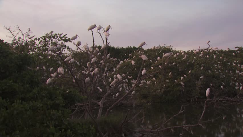 Colony Of Birds Resting On Top Of Trees