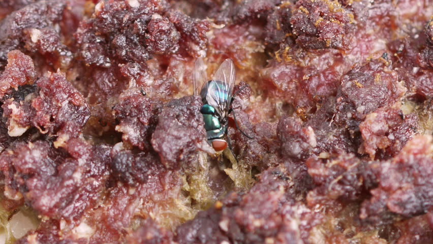 Blow Fly on Rotten Beef HD.  Shot with macro lens.