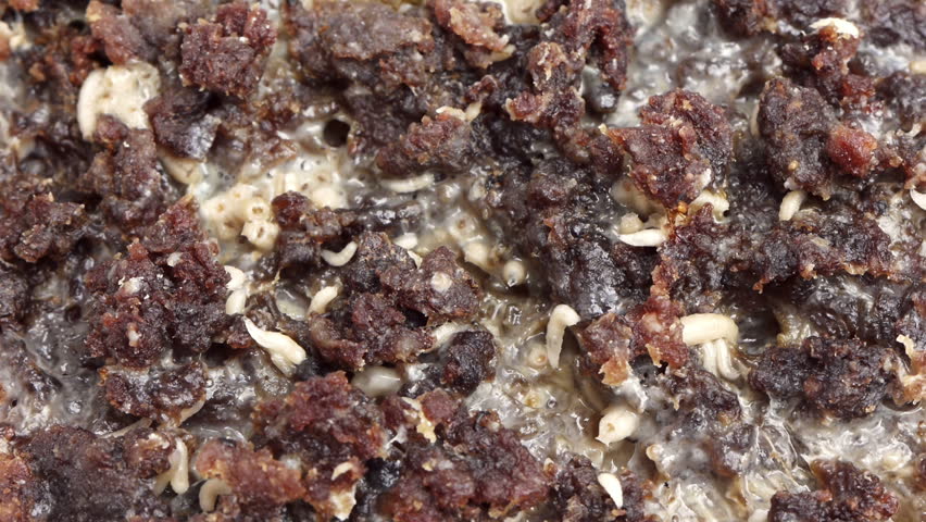 Blow Fly Larvae on Rotten Meat HD.  Shot with macro lens.