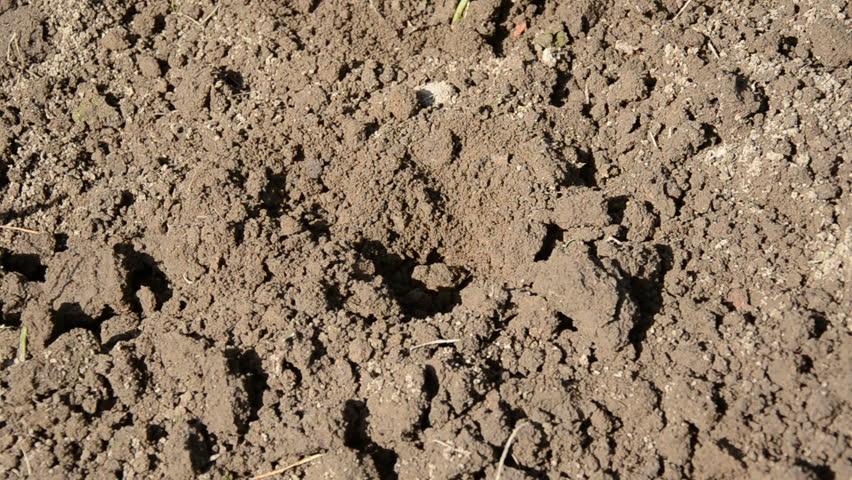 planting basil sprouts in the garden earth