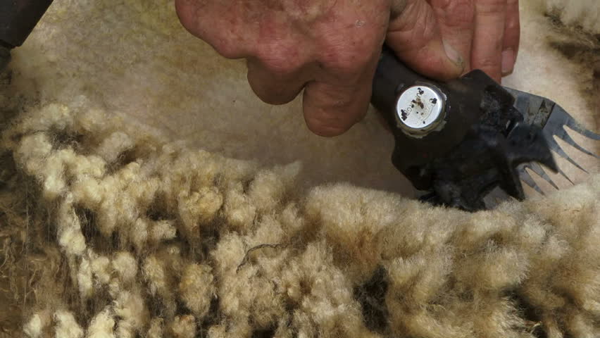 Close up of sheering wool off a sheep