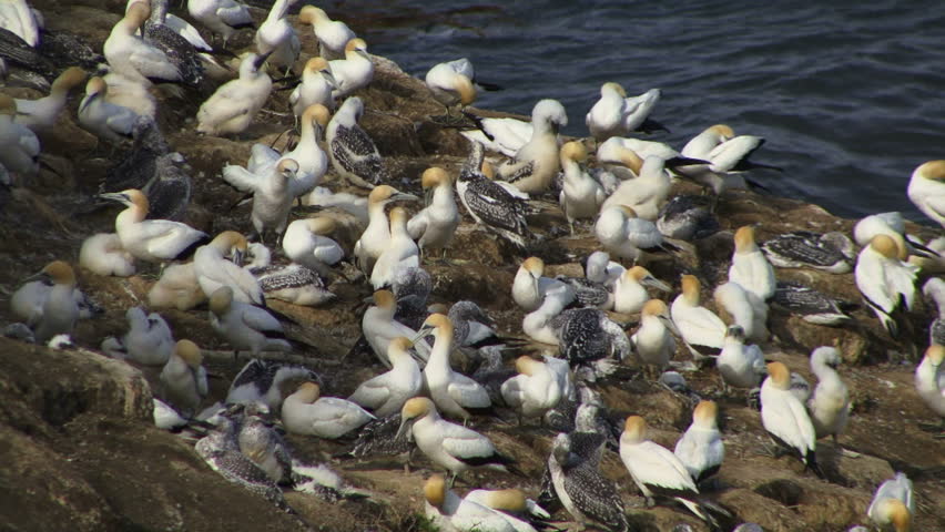 Colony of Gannets on a rock in New Zealand