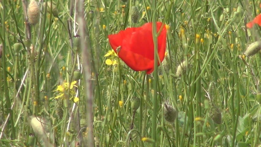 Poppy, Poppies Field, Field of Poppies