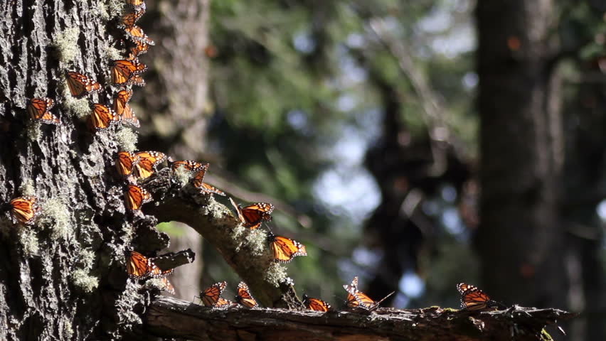 the amazing monarch butterfly sanctuary in mexico, where millions of butterflies return to each year from the USA and canada