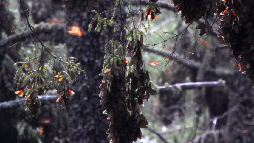 the amazing monarch butterfly sanctuary in mexico, where millions of butterflies return to each year from the USA and canada