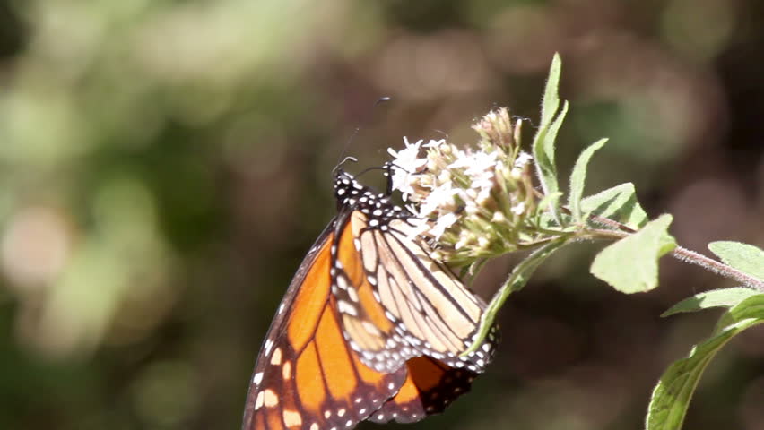 the amazing monarch butterfly sanctuary in mexico, where millions of butterflies return to each year from the USA and canada