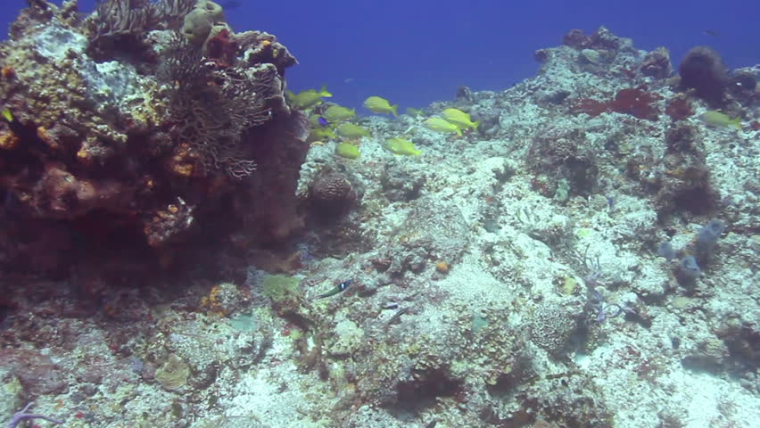 scuba diving off cozumel island, mexico, one of the world's favourite dive destinations