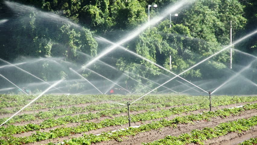 Agricultural irrigation sprinklers at work on a small farm field.