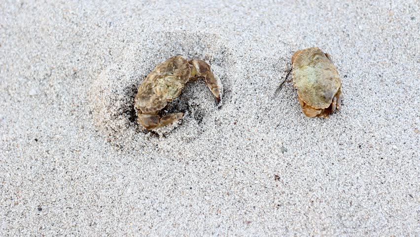 crab is buried in the sand on the beach