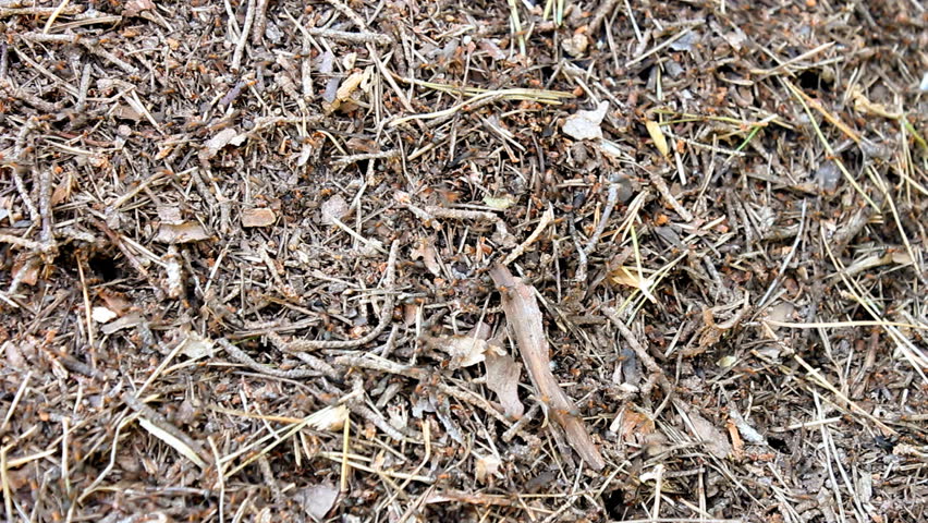 Southern wood ants move on ant-hill