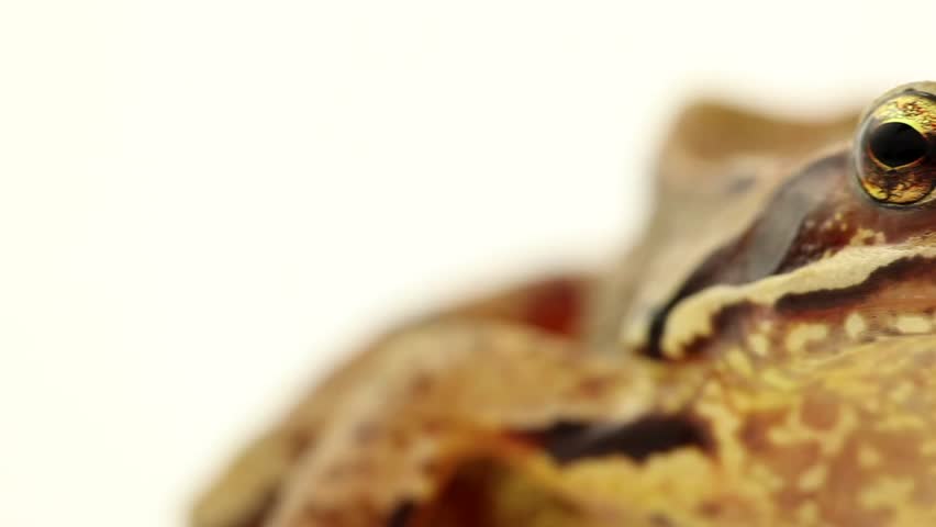 brown frog on white close up