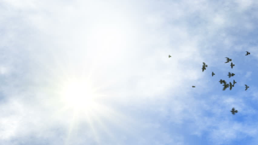 animated flying flock of pigeons on the clear sky with sun flare