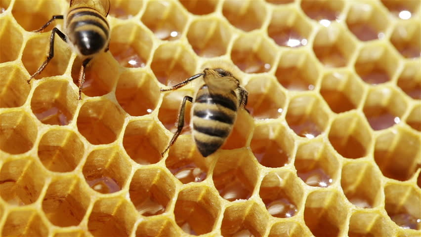 Close-up view of bees on honeycomb